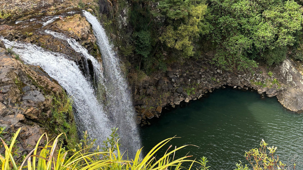 A scenic view of whangarei waterfall cascading into a dark green pool, surrounded by dense green forest and rocky cliffs, with bright green plants in the foreground.